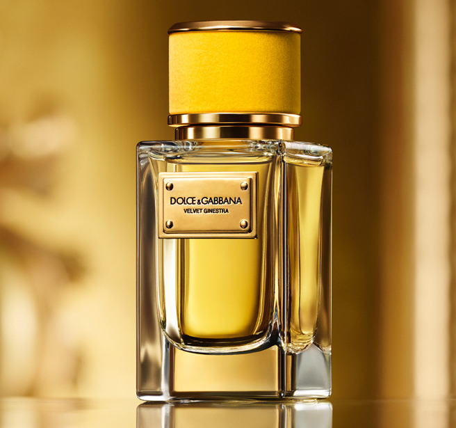     Velvet Ginestra Dolce & Gabbana